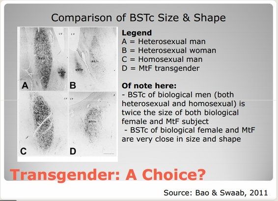 BSTc layer- female and male.