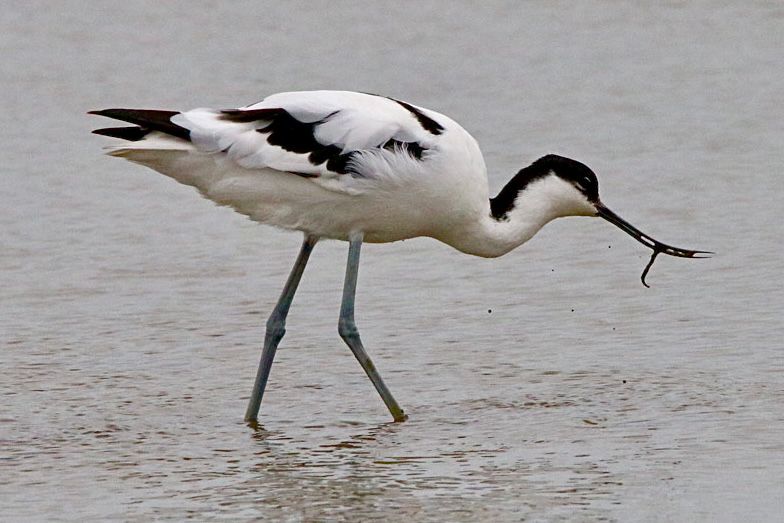 Avocet feeding using its slim upturned bill to sift through silt in the wetlands