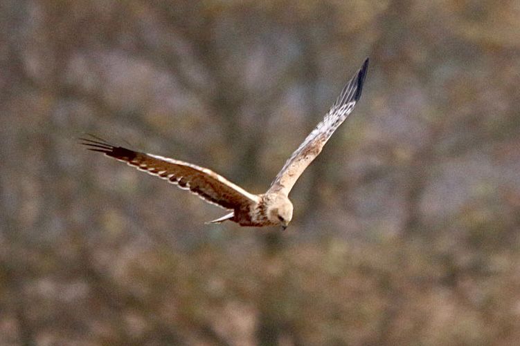 Marsh Harrier