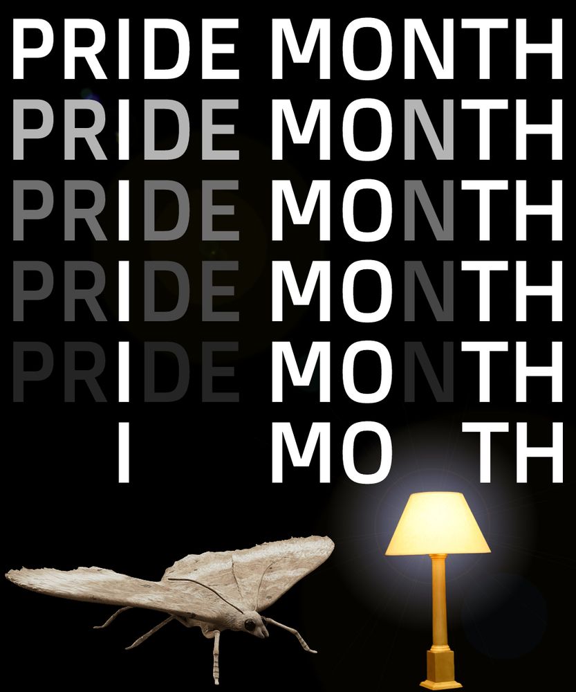 The text "PRIDE MONTH" slowly fading down repeated below, with "PR DE N"" turning invisible and "I MO TH" remaining visible. Below this is an image of a moth sat next to a lit lamp