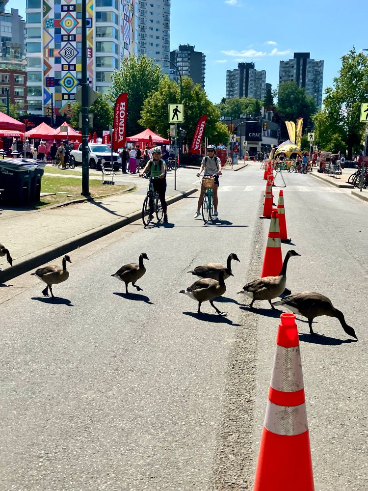 Geese have the right of way. Geese acting like they own the place in the West End (cuz they do). Cyclists wait for the all-clear. 