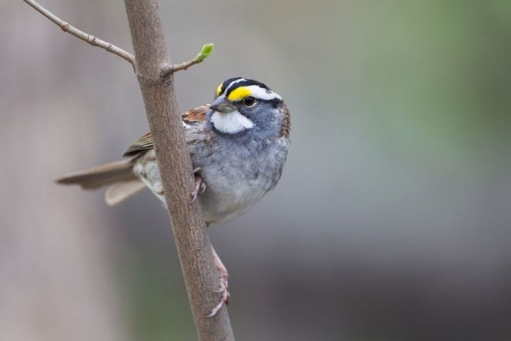 The sparrow with four sexes - Nature