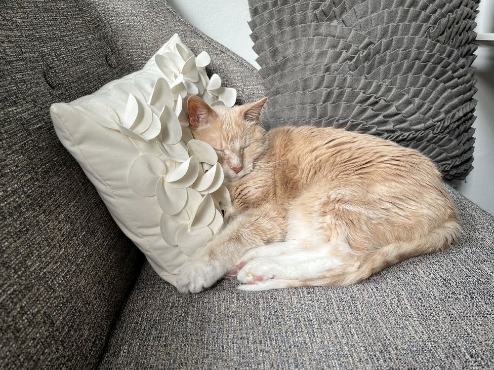A tan and white cat sitting on a small gray couch. A textured gray pillow is behind him and his face and the front of his body are seemingly buried in a white pillow against the back of the couch that is covered in fabric petals,