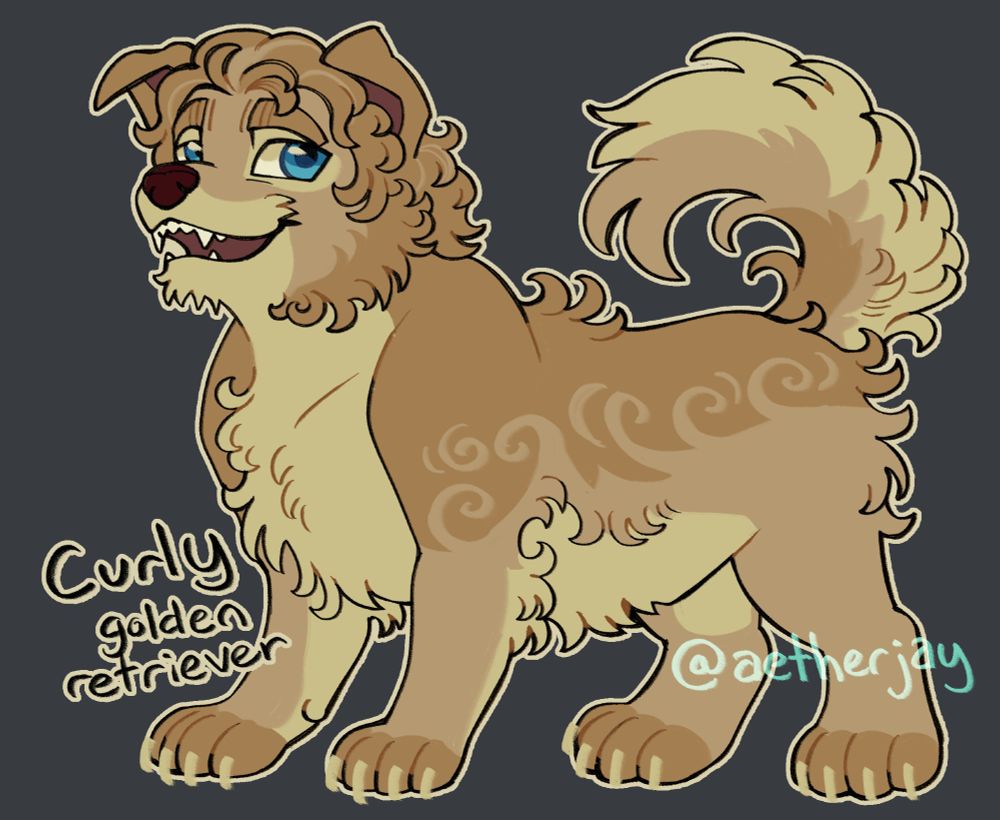 Curly as a golden retriever. His fur is a light golden color. He has thick eyebrows and longer fur on his chin. The fur on his underbelly is a light cream color. He is a darker gold on his back, with some spiral patterns where it meets his main fur color. His fur is fairly long and curled. His ears are folded forward. He has bright blue eyes and a calm, happy expression.