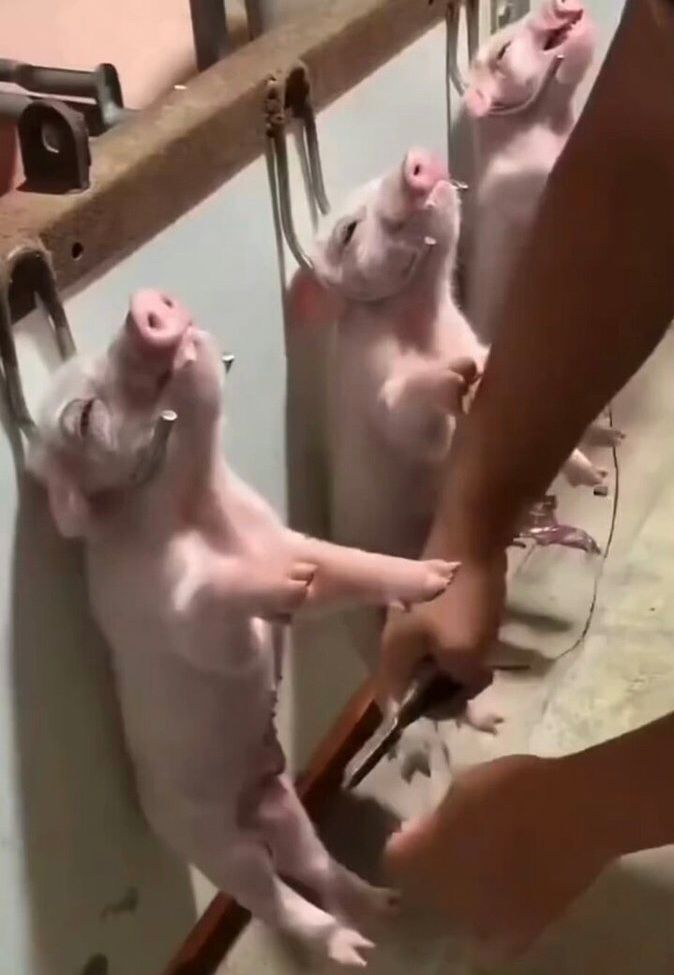 Three newborn male piglets have been restrained against a wall by placing their heads between two hooks. The arms of a farm worker wielding a knife are also visible. The worker is about to castrate each infant. 