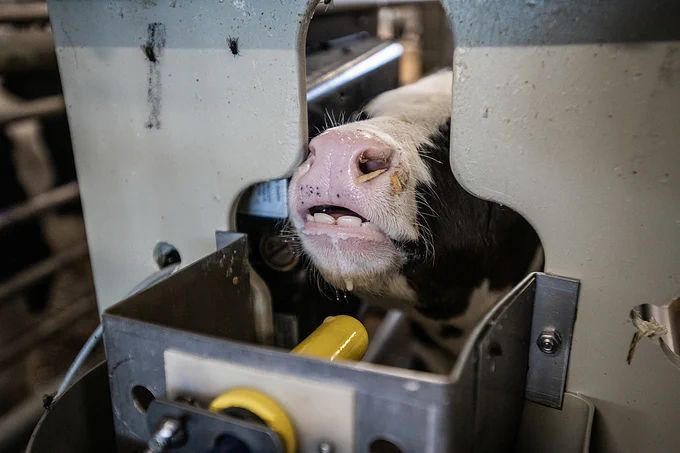 A close up photo of the head of a young male calf poking his face through a gap in the front of his tiny, solitary cage to drink from the nozzle of the feeder just outside. Removed from his mother at birth, he will live here until he reaches ‘slaughter weight’. 