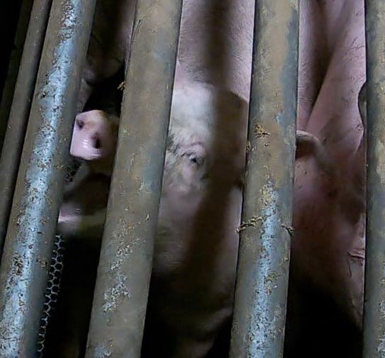 A young pig individual being lowered in a ‘cradle’ into the gas chamber in a slaughterhouse screams in pain and terror. 