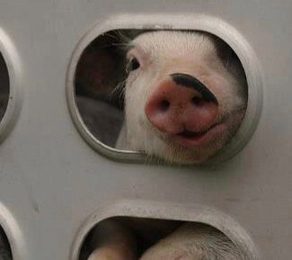 A young piglet looks out of a hole in the side of a slaughterhouse truck. 