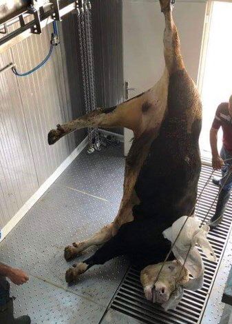 A still conscious young bull, tethered around their mouth, is being hoisted upside down in a slaughterhouse in order to cut his throat. Two human workers stand over him. 