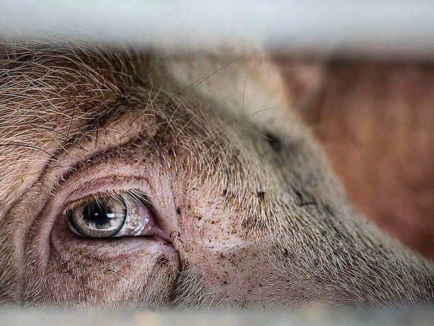 A close up photograph of the eye of a young pig individual. Viewed through the slats in the side of a slaughterhouse truck.