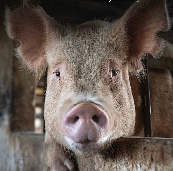 A close up photograph of a young pig individual looking over the top of the wooden slat of the enclosure where he is confined.