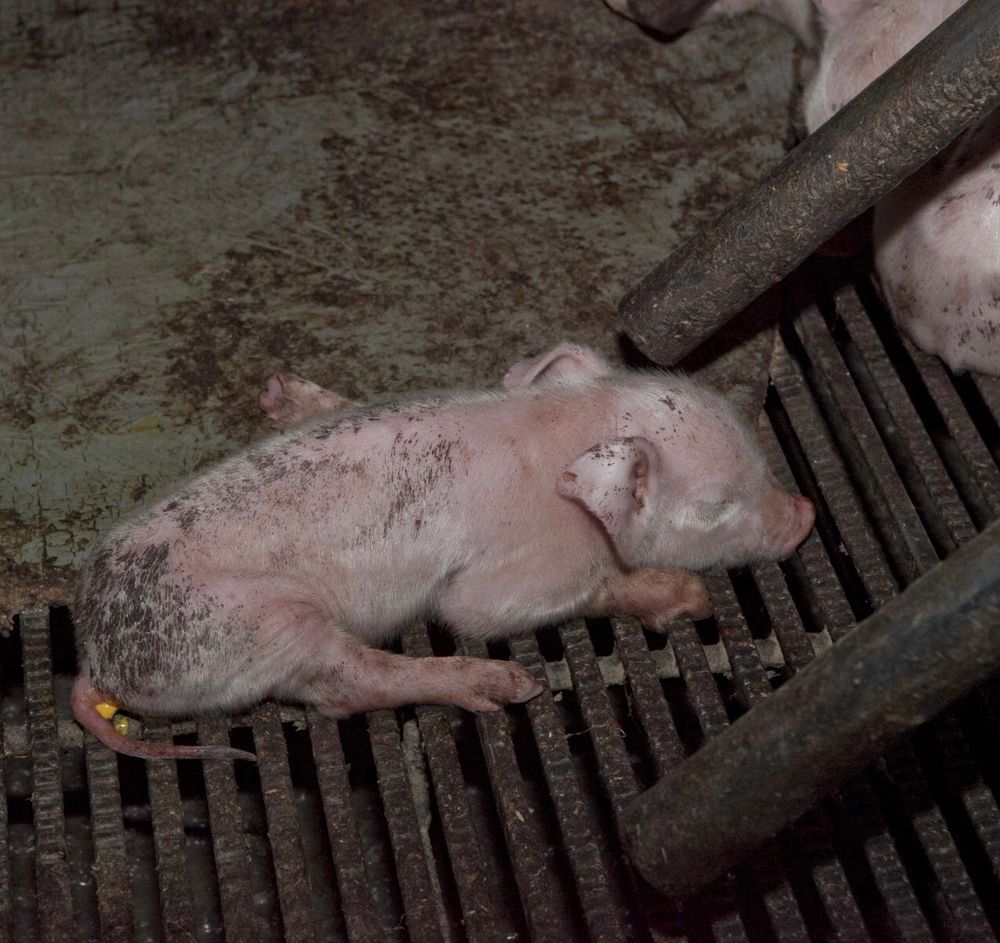 A newborn infant piglet lies cowering on the metal grate floor of a darkened Australian farm building. His mother (just visible), lies unable to reach him behind the metal bars of her prison.