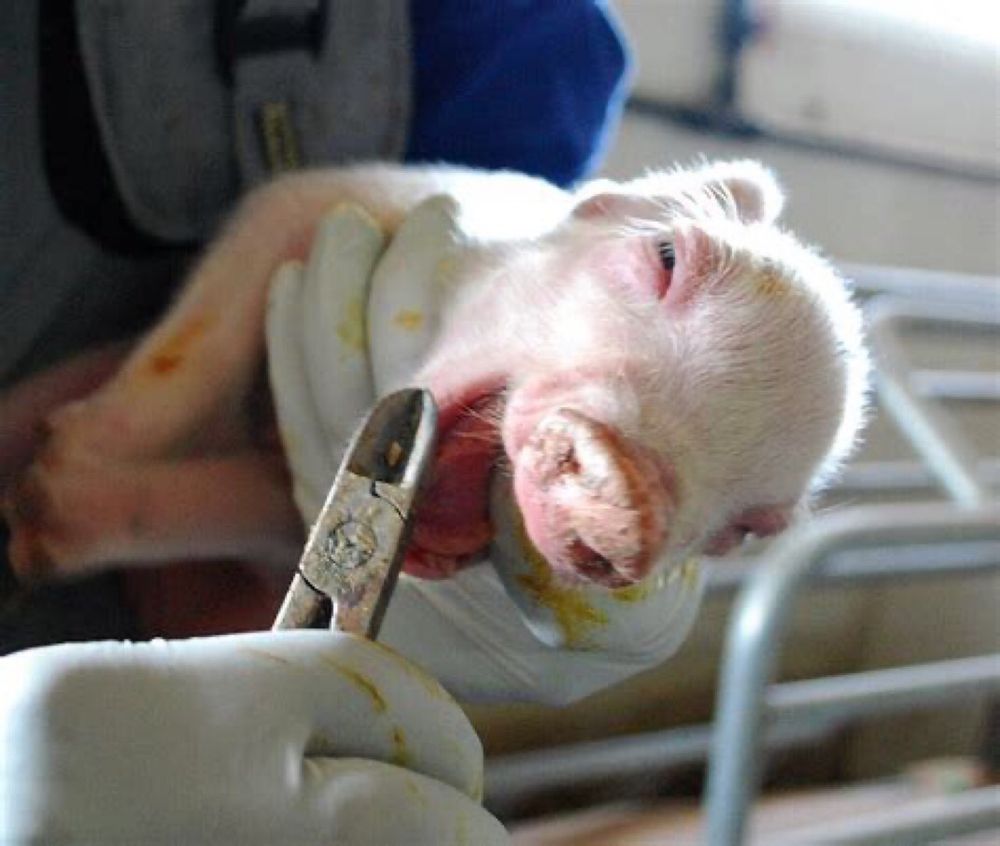 A newborn piglet is being grasped by a farmer who is using a pair of pliers to remove the piglet’s teeth. 