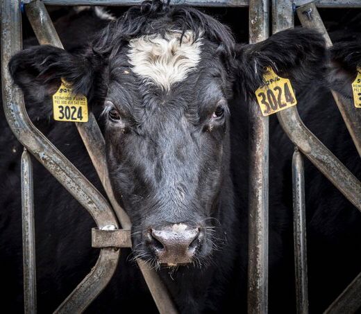 A close up photo of the head of a young cow individual with yellow plastic number tags pierced into both ears,  looking out the bars of the enclosure where they are confined. 