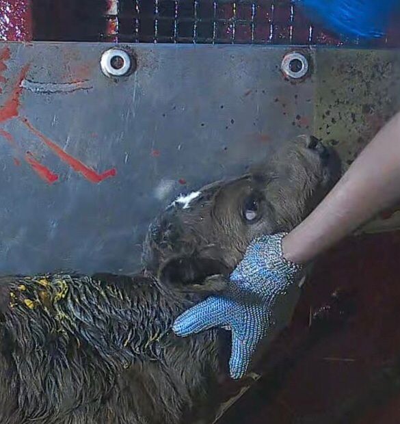 A still conscious week old male calf on a blood stained kill table in an Australian slaughterhouse is being gripped around the throat by the gloved hand of a worker who is about to cut his throat. The floor below is a pool of spilled, congealing blood. 