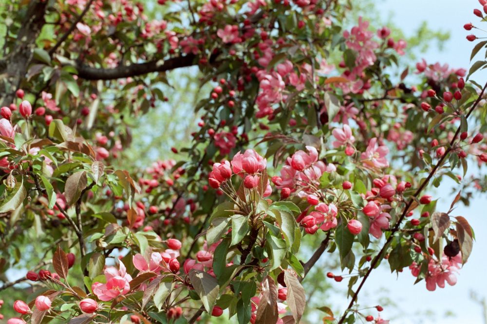 Crabapple tree with some bright pink blossoms.