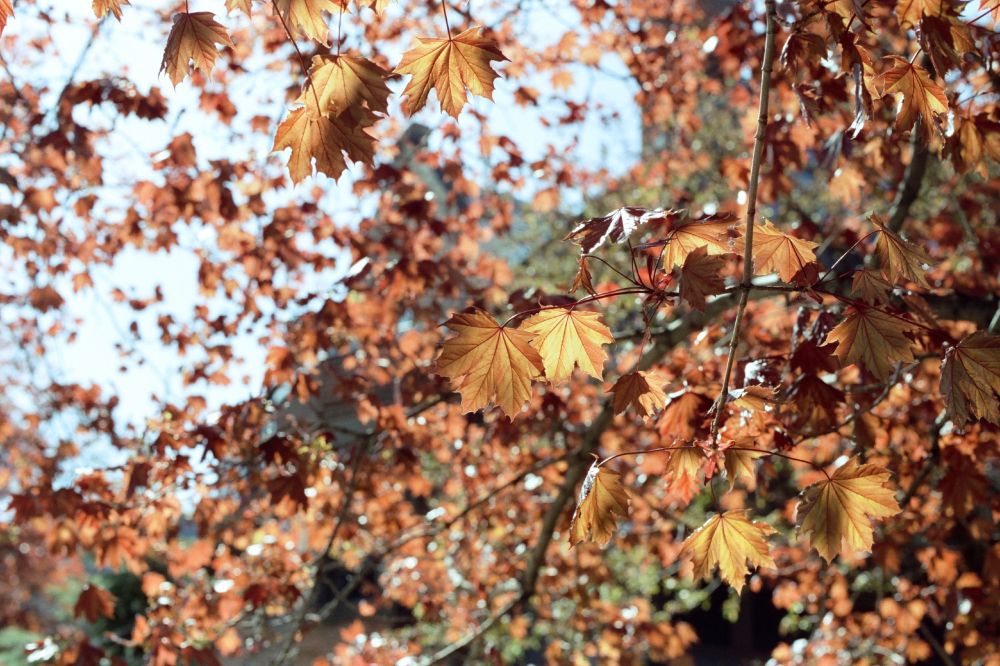 Tree with bright orange leaves, catching afternoon sun, as see from below.