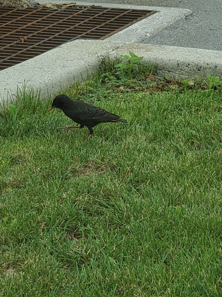  a European starling walking in a grassy divider area of a parking lot. It's wandering around looking for bugs, now by a storm drain.