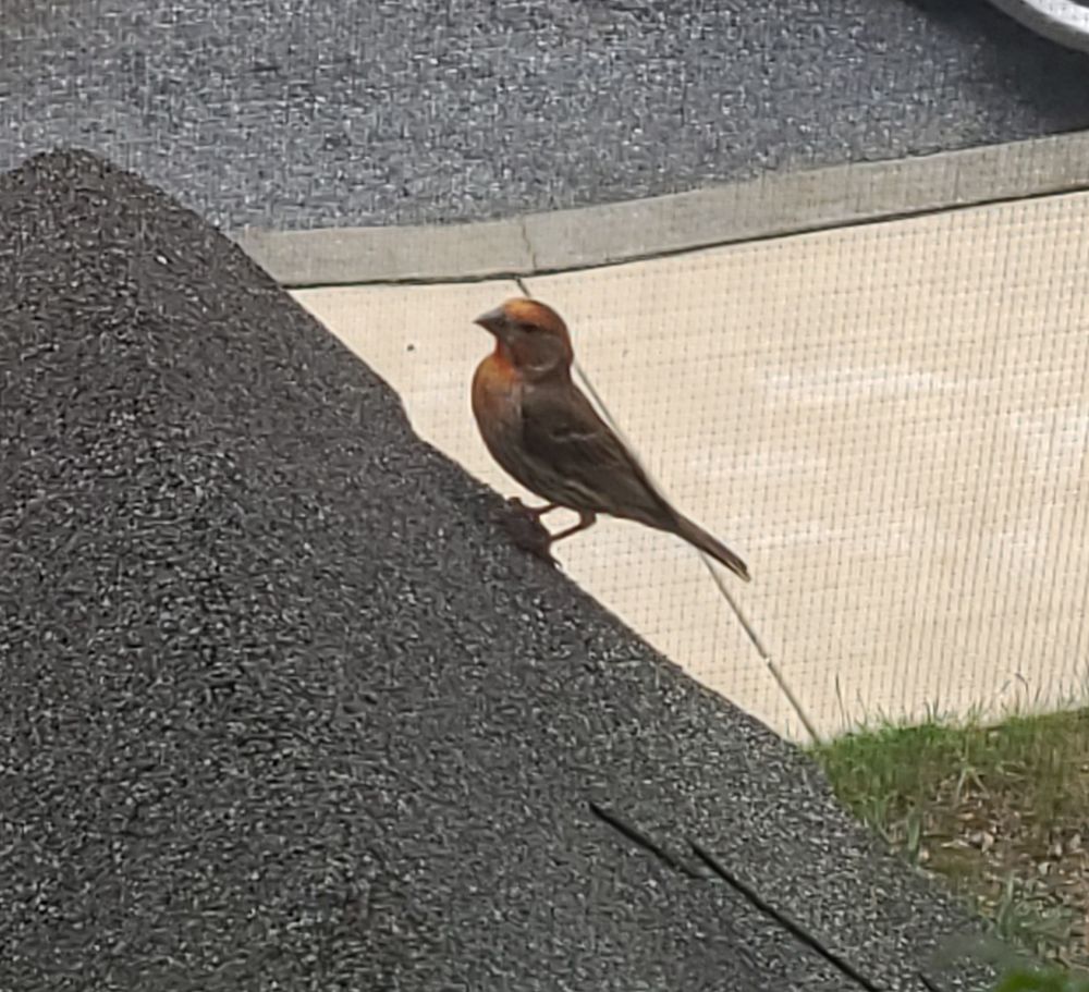 A male house finch on a roof. The bird is a dull brown with red on its head and breast.