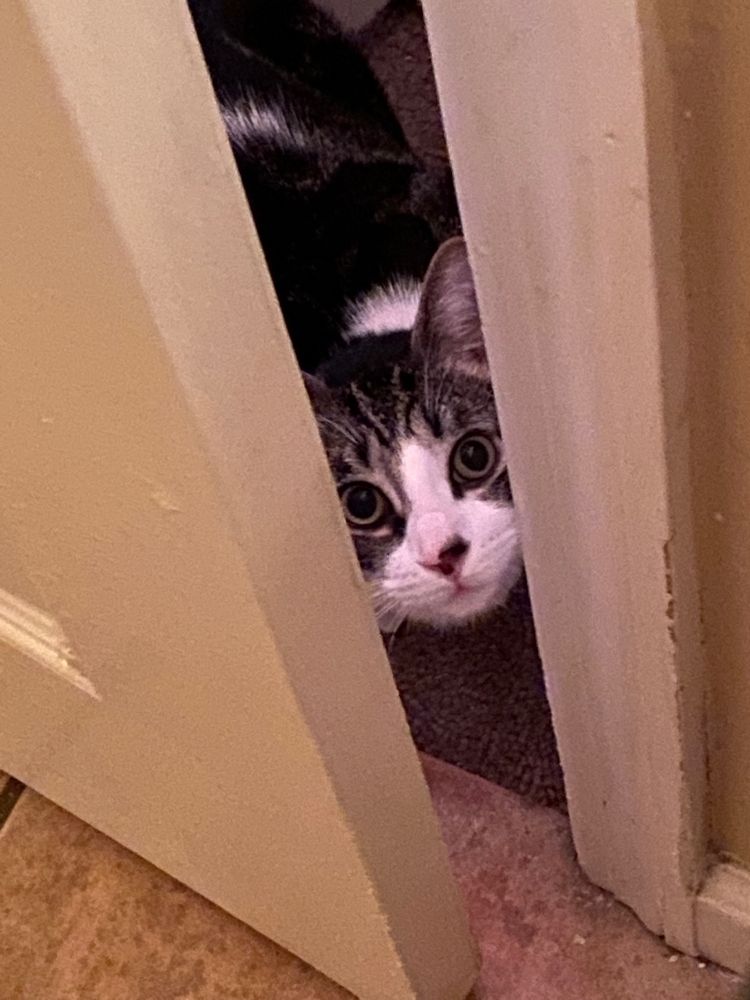a white and black cat stares from behind a cracked door. his eyes are green, large, & fearful