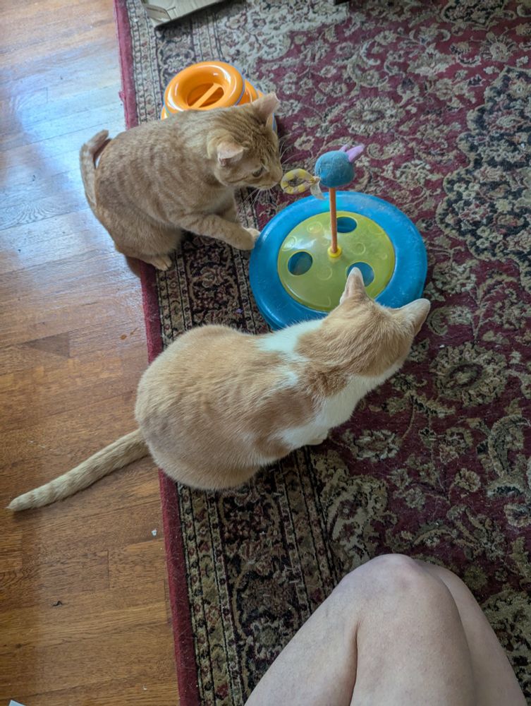 Two cats are playing with a cat toy that is a ball on a track that they can push around. Neely is orange and white and Blondie is an orange tabby. My knees are in the picture and we are all sitting on a maroon patterned rug