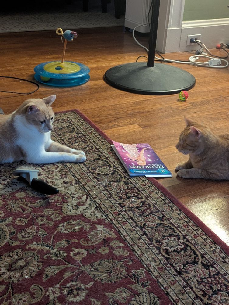 Two cats are laying down in the Sphinx position, facing each other with a kids book about Taylor Swift between them. Neely is on the left and is orange and white. Blondie is on the right and is an orange tabby.
