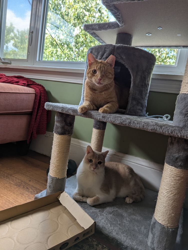 Two cats sitting in a cat tower. Neely is on the bottom and he is orange and white. Blondie is on the top he is orange and has one eye. All three eyes are on the camera.