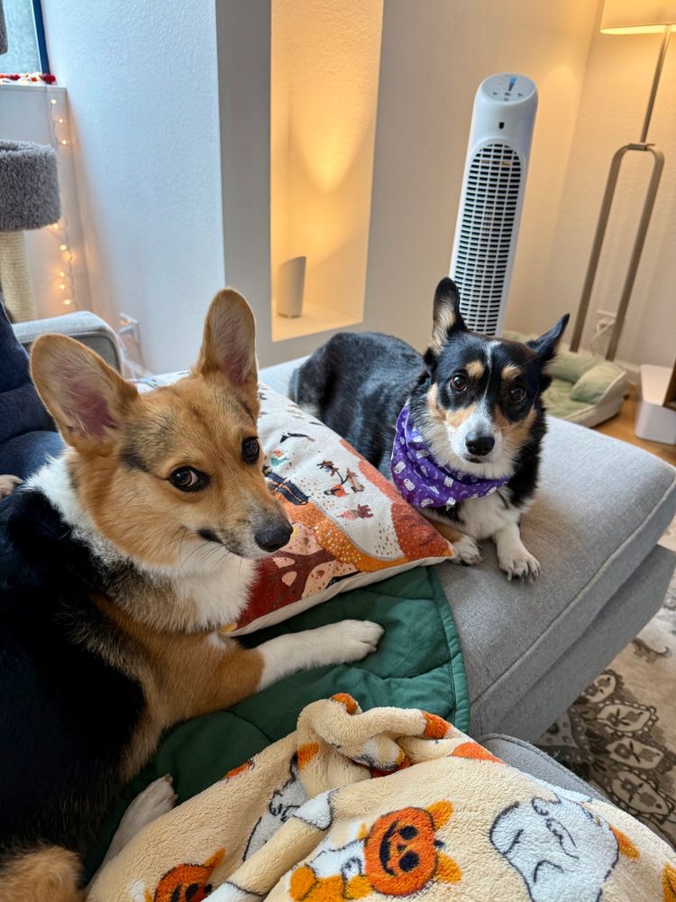 Two corgis chilling on a couch. One is a large red headed tricolor corgi on the left, the other a much smaller black corgi on the right. 