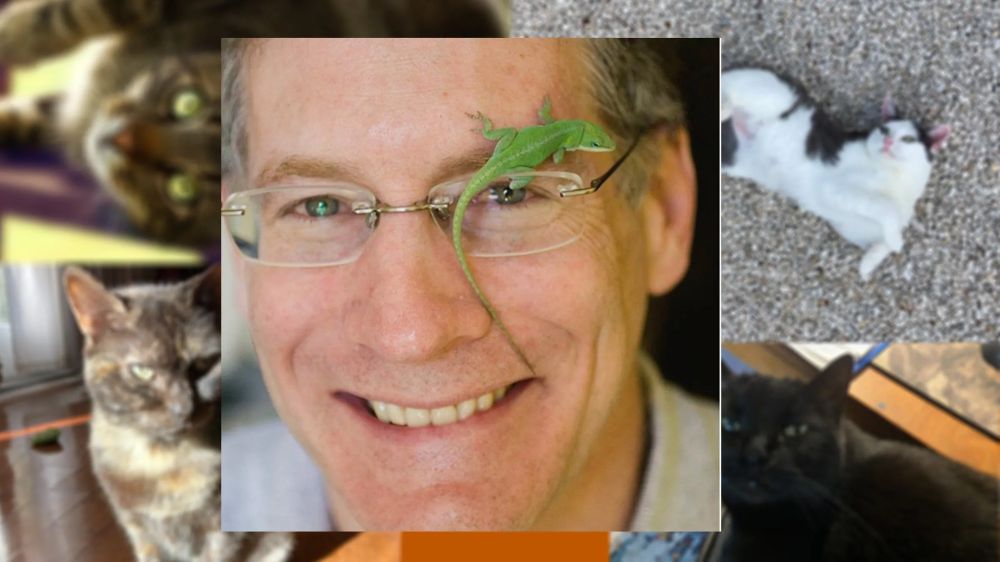 Picture of Jonathan Losos with an anole over his left eye, and pictures of cats in the background.