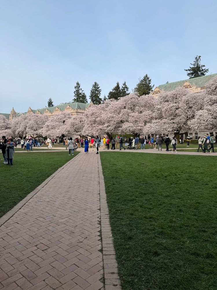 Row of cherry blossom trees. 