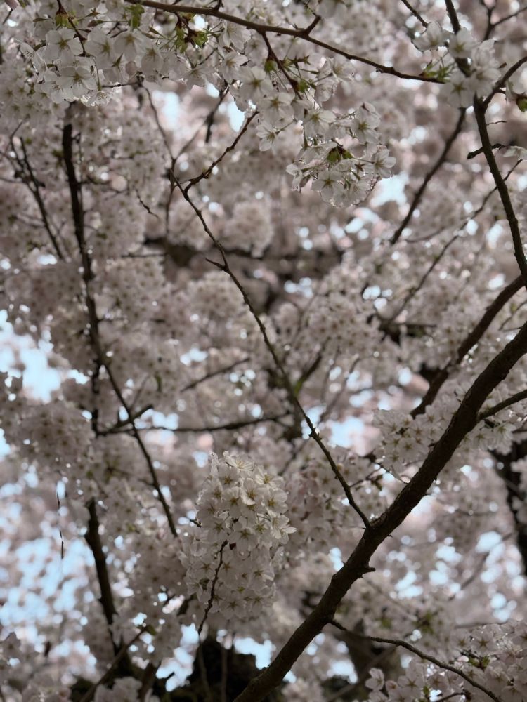 Close up of cherry blossom flowers on their branches. 