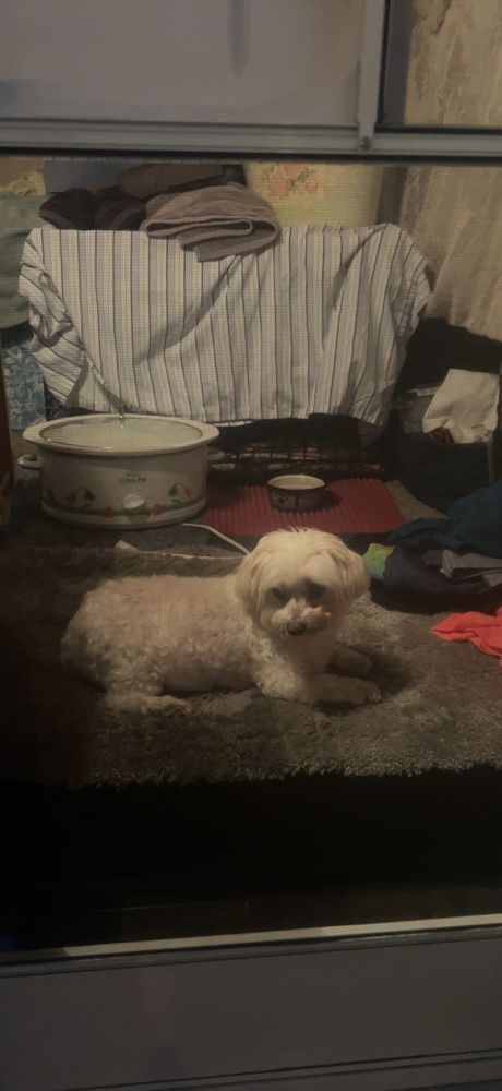 a small white dog (maltese) laying on a rug looking quite pitiful 