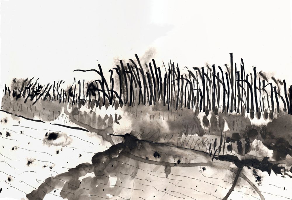 This is a landscape of reeds blowing in the wind that were growing along the towpath of the Hertford Union canal' in east London. It is black and white and I used Indian ink to make this sketch. This is part of my drawing series: '805 steps along the Hertford Union canal' that I undertook in 2015. 