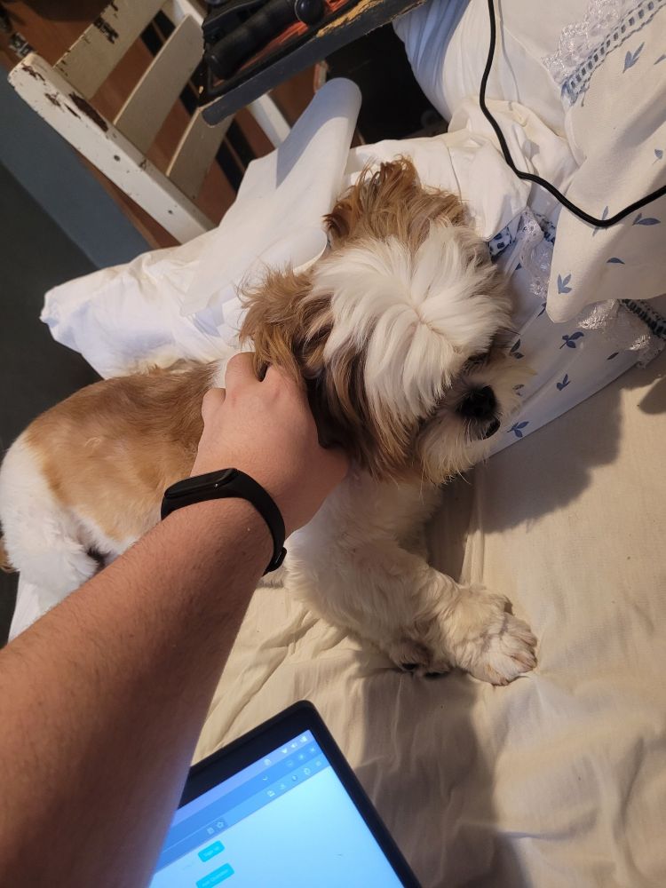 Me petting my shihtzu.