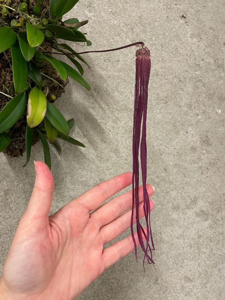 Bulbophyllum treschii
