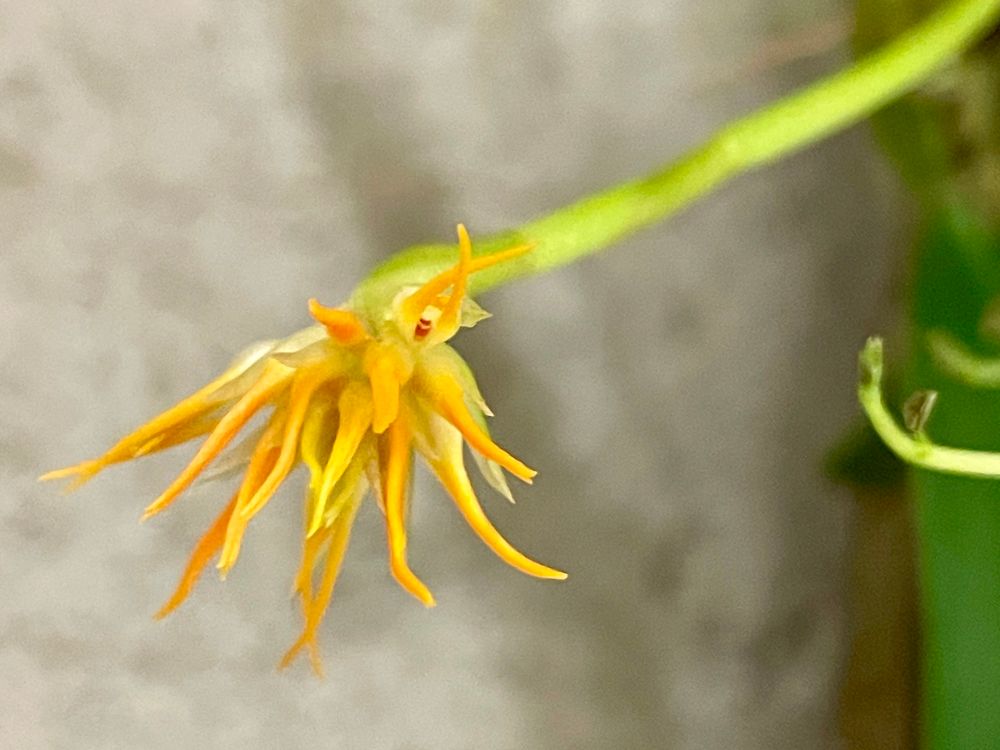 Flowers just starting to open sport a stronger orange color 