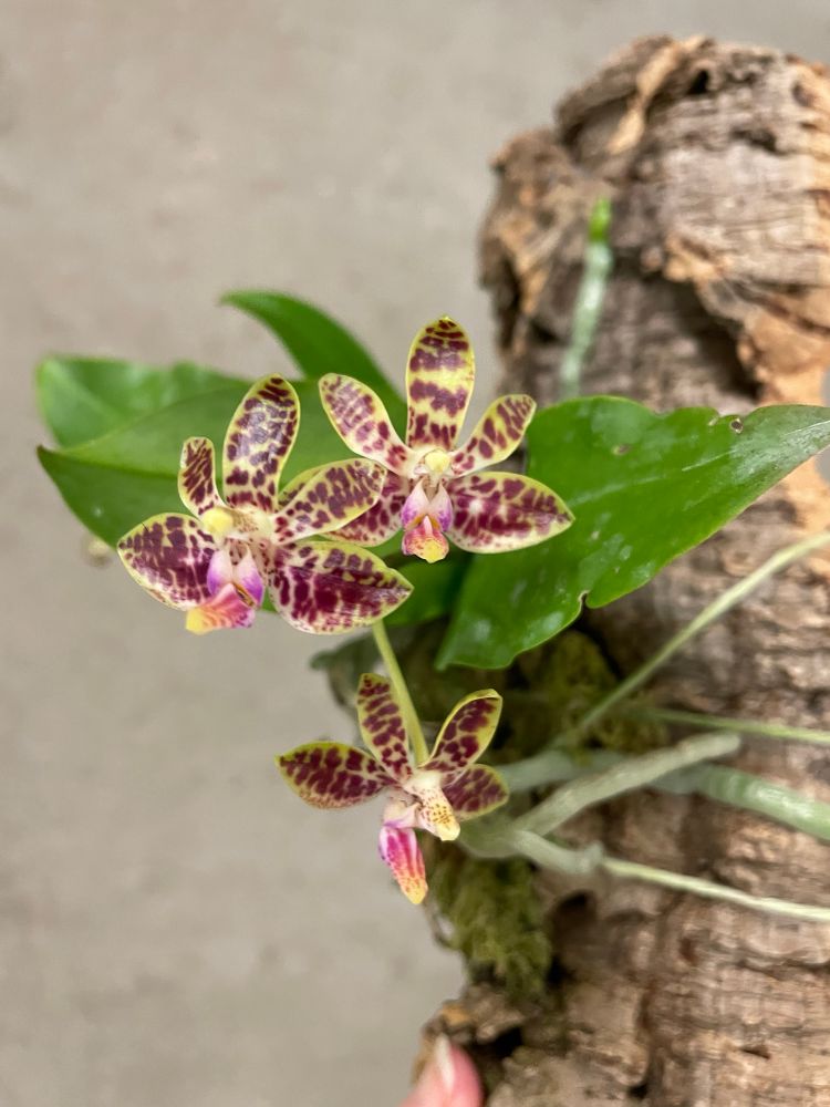 Phalaenopsis Nianzhen Song (venosa x finleyi)