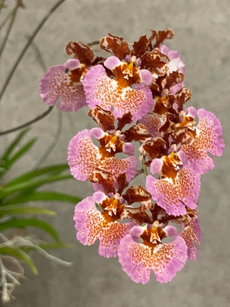 Rrm Orchidom Orange Delight x Tolumnia guttata