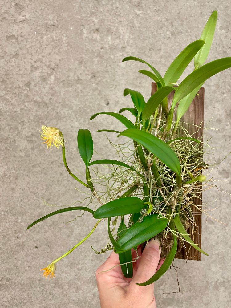 The whole plant looking like a leafy hairball with its wiry white roots everywhere except the cedar mounting shingle