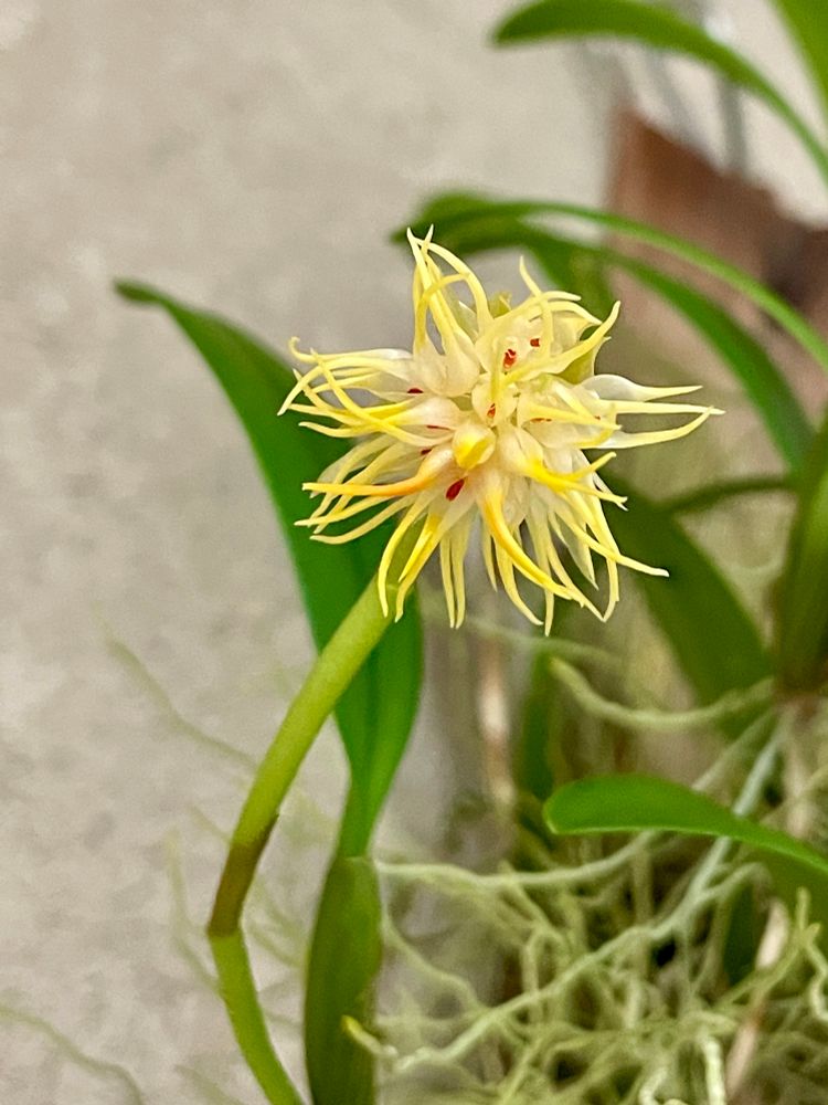 A puffball of yellow and white flowers with a peek of red in the center of each. The flowers are arranged much like a sweet gum’s spiney seed pod. 