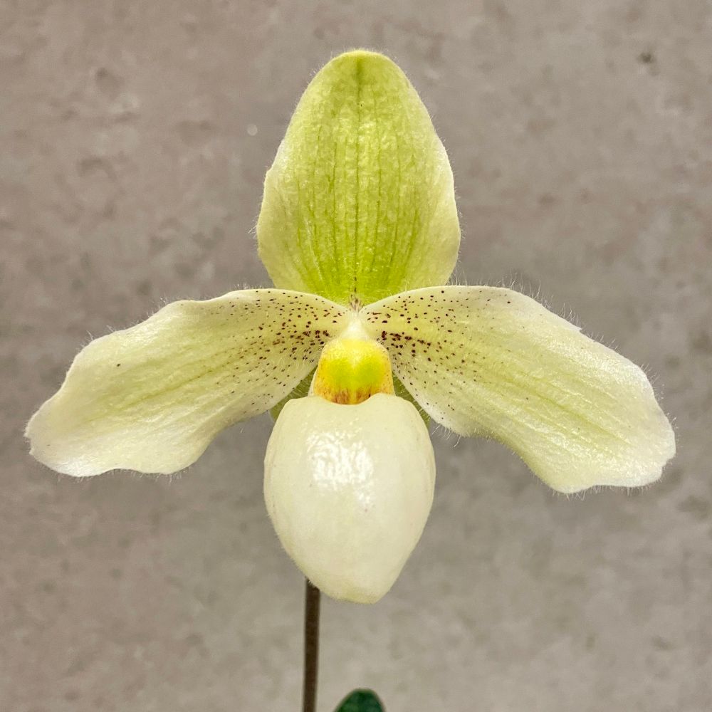 Paph God’s Pearl (Deperle 'White King' x godefroyae fma album 'White Song')
A greenish butter yellow slipper orchid with fine burgundy spots in the center. 