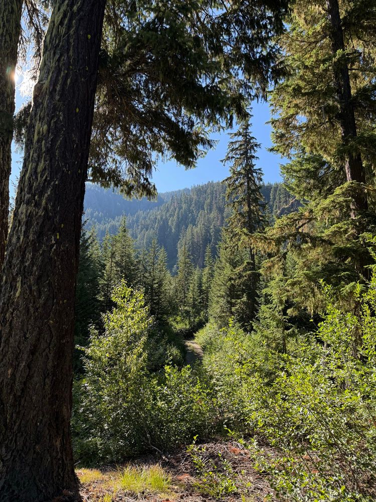 forest view 
