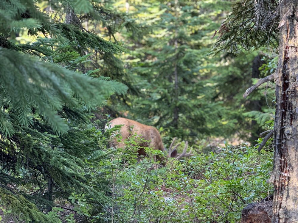 deer 