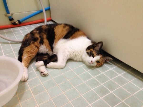 風呂場のタイルに張り付く三毛猫