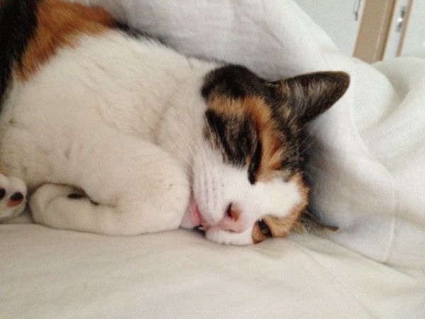 ちょっと覚醒した三毛猫