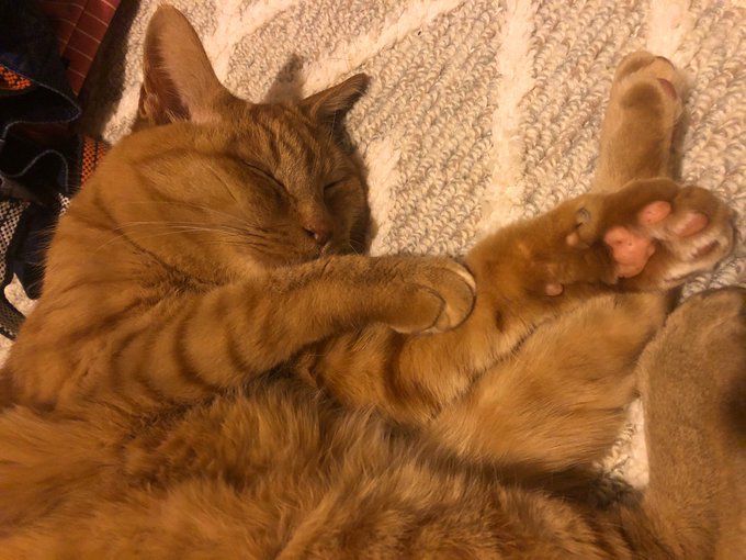 気持ち良さげな茶トラ。