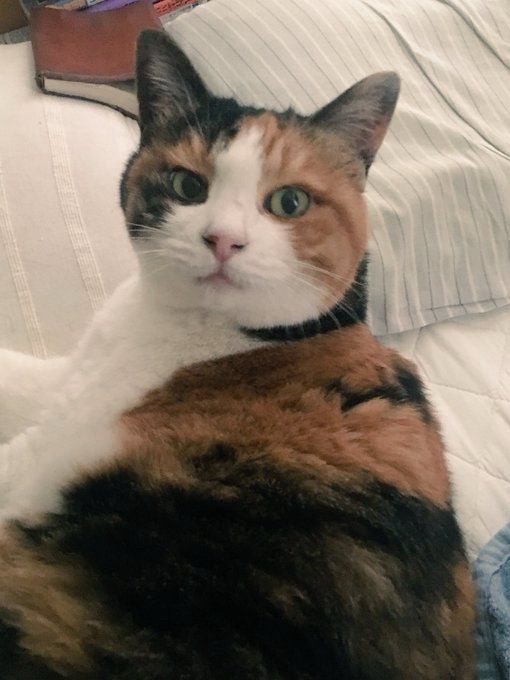 寄り添って寝た朝のキリッとした三毛猫