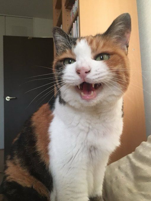 早朝に起こす三毛猫