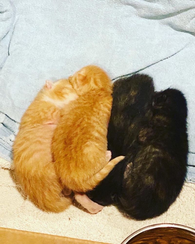 2 male orange tabby and 2 female tortoiseshell kittens all cuddling together