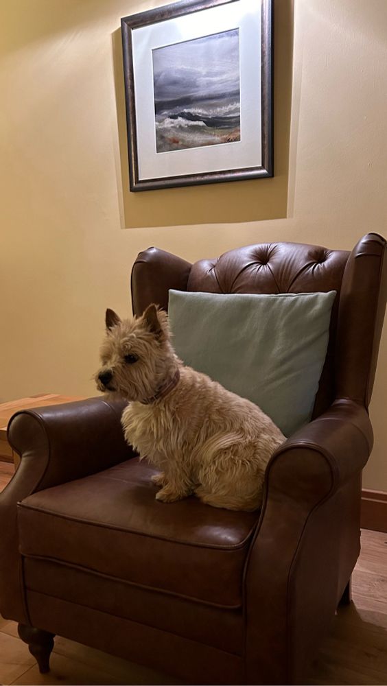 Photo of a Norwich terrier sitting in a leather armchair